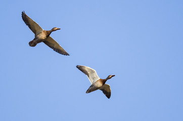 Pair of Mallard Ducks Flying in a Blue Sky