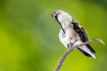 Ruby Throated Hummingbird Preening While Perched Delicately on a Slender Twig
