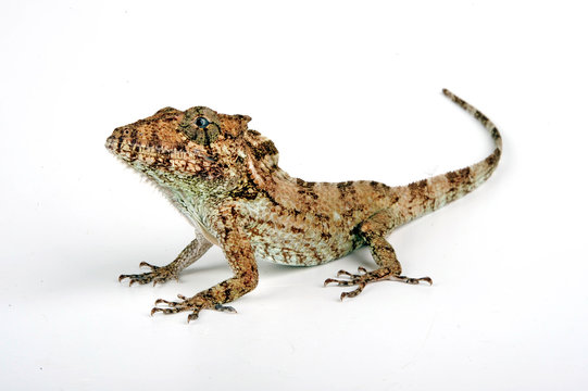 Copes Falsches Cham&auml;leon (Anolis porcus) - Oriente Bearded Anole 