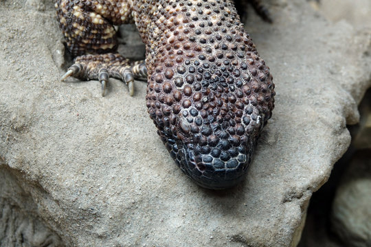 Skorpions-Krustenechse