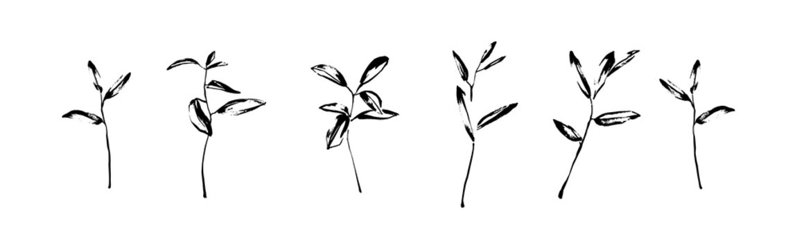 Vector set of hand drawn wild plants painted by ink. Outline herbs with leaves silhouette brush painting. Black isolated on white background.