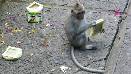 Sacred monkey forest sanctuary Ubud/Bali