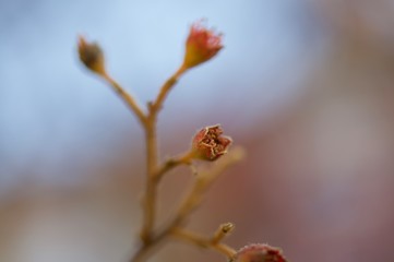 buds on a branch