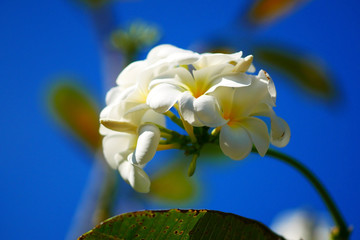  Blossoming Plumeria White flowers amid the blue sky. Bright background with white flowers horizontally.  Apocynaceae Family. Copy space