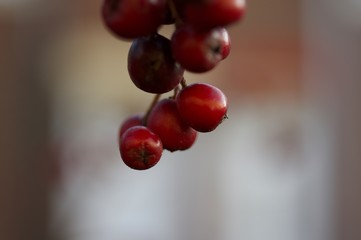 cherries on tree