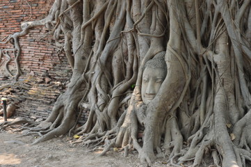 Fototapeta na wymiar Thailand Architecture Garden Bangkok Park Phra Mahathat head in a tree