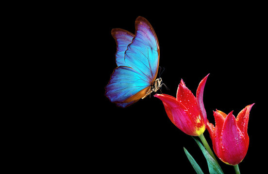 Fototapeta Beautiful blue morpho butterfly on a flowers on a black background.Tulip flowers in dew drops isolated on black. Tulip buds and butterfly. copy spaces.