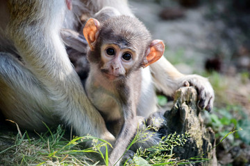 Cute Patas Monkey Baby holding her Mom Portrait