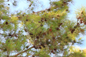 Needles, branches and pine cones, background
