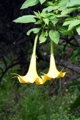 Gelbe Trompetenblume