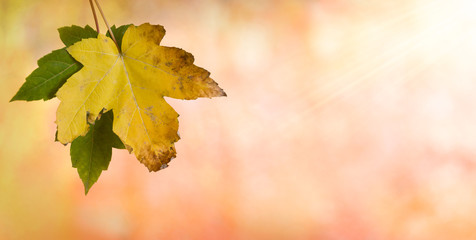 Autumn leaves on bokeh background. Close up. Colourful dry maple leaves ( Sapindaceae leaf )