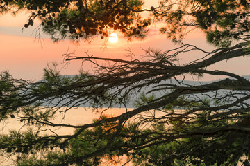 Beautiful sunset in Montenegro. High cliffs and branches of stone pine.