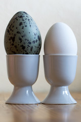 Comparison of a seagull egg, Larus marinus, with that of a normal white hen egg. The eggs are placed in white eggcups on a wooden table.
