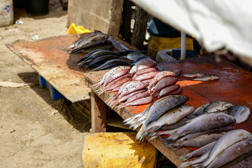 fish exposed at a market in Africa fresh from the boat