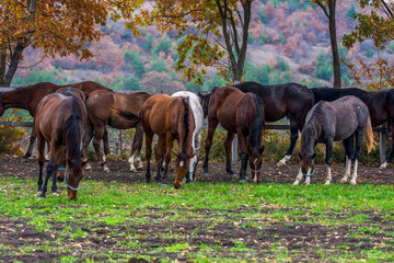 grazing horses spread across the field in Turkey