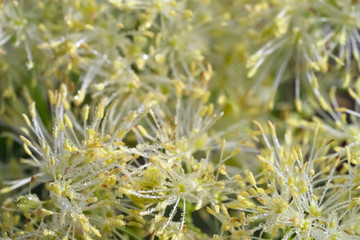 Thalictrum flavum, commonly called  common meadow-rue, and yellow meadow-rue close-up.