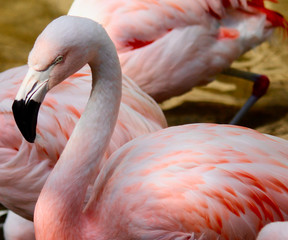 Flamingo bird with a group at the zoo