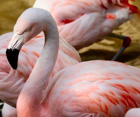 Fotobehang Flamingo bird with a group at the zoo © Paul