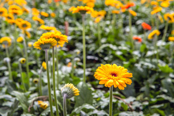 Flowering Gerbera plants from close