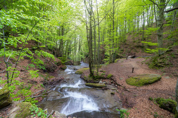 Green spring trees in the  Casentino Forests National Park