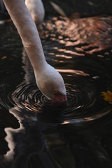 Flamingo frisst im Wasser