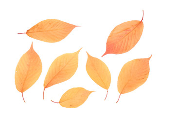 Obraz premium Autumn orange leaves isolated on white background. Top view. 