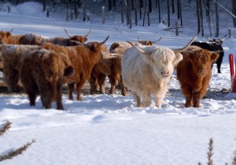 Highland cows in snow