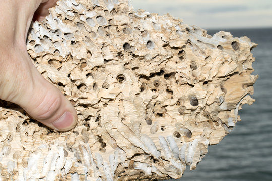 A piece of old dried driftwood held up by a hand. The wood is completely eaten by shipworms. The ocean is in the background. 