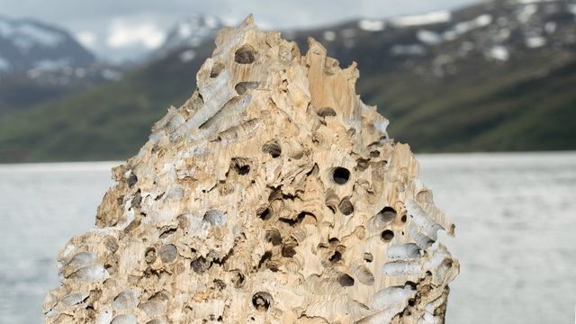 A piece of old dried driftwood completely honeycombed by shipworms. The sea and mountains can be seen in the diffuse background.