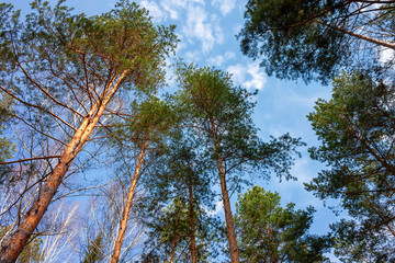 Landscape early autumn fir forest in the Ural mountains.