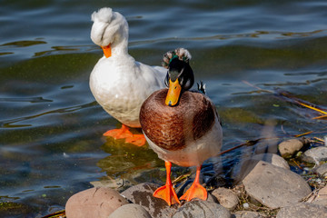 Mallard (Pato de Collar) Latin Name: Anas platyrhynchos. R Valparaíso. Chile
