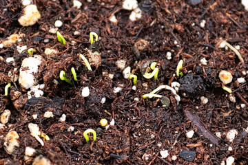 Onion sprouts poking out of the soil