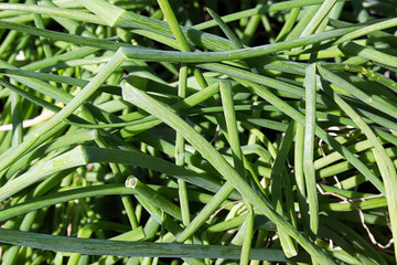 A background of a pile of onion stalks
