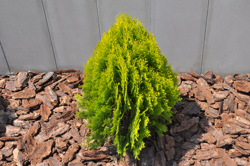 Design of landscaping in the garden, park, square, recreation area