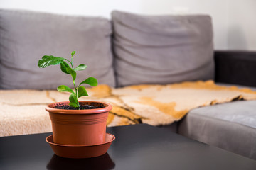 Young small lemon tree in a flower pot on a table in a room at home