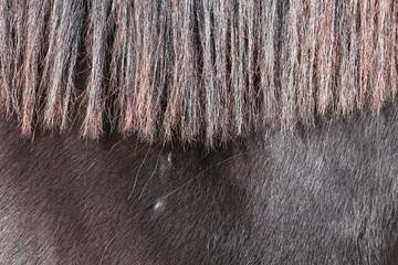 Details of beautiful reddish horse mane outdoors