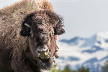 Fototapeta premium bison in winter