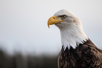 Obraz premium portrait of an american bald eagle