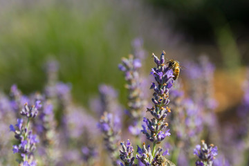 bees collecting pollen from lavender and lavender flowers in Turkey