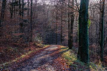 Waldweg im Stromberg bei Oberderdingen