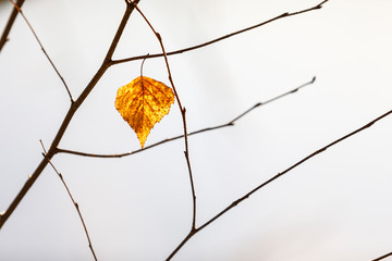 Dry golden tree leaf on a branch