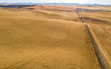 Fototapeta premium Country road leads through the rich fertile fields on the Palouse