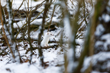 White weasel in snowy forest at winter