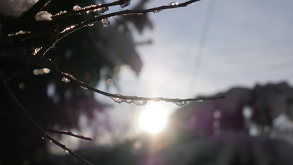 Frozen Branch under sunlight