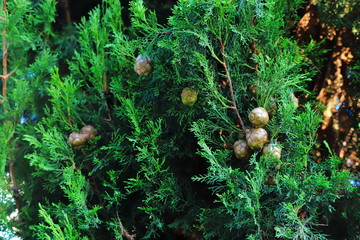 Cones on a green thuja