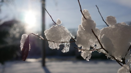 Frozen Branch Under Sunlight