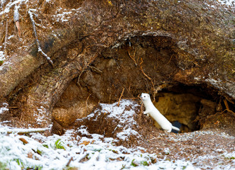 White weasel on an old tree stump in winter