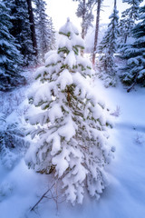 Small pine tree in the Idaho wilderness with snow