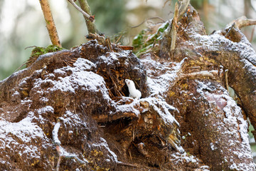White weasel on an old tree stump in winter