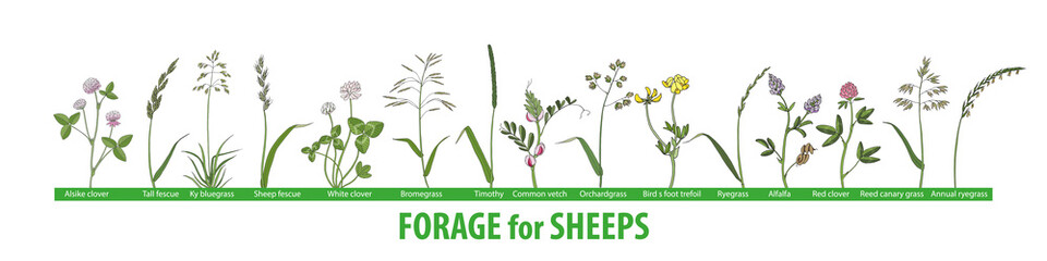 Big set forage plants for sheeps. Hand drawing. Sainfoin, brome, alfalfa, orchardgrass, timothy, fescue, birds foot trefoil, clover, bluegrass, vetch. - obrazy, fototapety, plakaty
